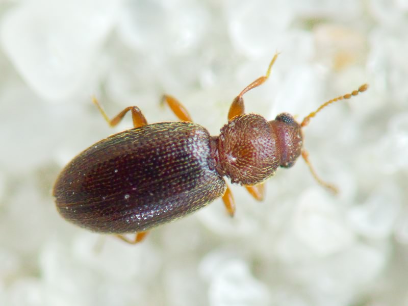 Corticaria serrata (Paykull, 1798)